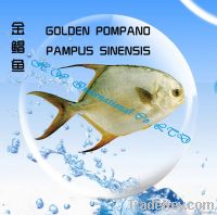 Golden Pomfret