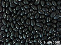 Black Small Kidney Beans