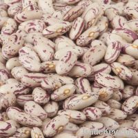 Light Speckled Kidney Beans