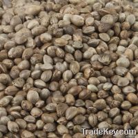 Organic Hemp Seeds