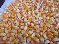 Corn for animal feed