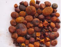 Ox cattle Gallstone