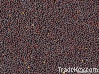 Mustard seeds