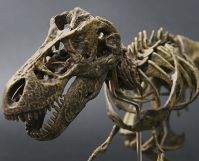 Dinosaur Skeleton Model Jigsaw Block Puzzle