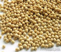 Dried Soy Beans