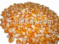 Good Quality A Grade Yellow and White Corn Available