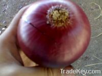 Red Onion