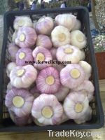 Fresh Egyptian Garlic( White - Red )