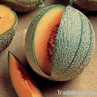 Fresh Sweet Cantaloupe