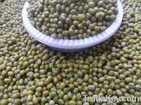 Green Mung Beans