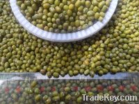 Green Mung Beans