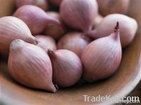 Shallot Onion