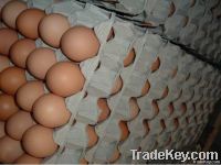 Fresh Brown And White Chicken Eggs