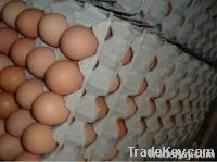 Fresh Brown Table Eggs