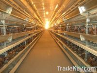 H type layer raising poultry equipment