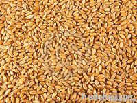 Pearl barley