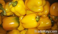 Fresh Capsicum / Bell Pepper / Sweet Pepper / Paprika