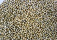 GREEN MILLET