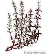 SATUREJAE MONTANA , FOLIA; OLEUM