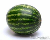 Water melon