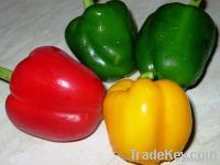 Capsicum, fresh pepper