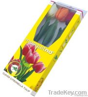 MosquitNo Citronella Tulip