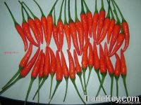 FRESH RED CHILLI