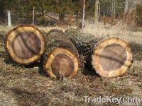 Black Walnut Logs