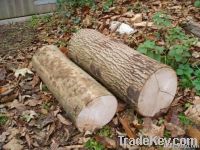 Green Ash Logs