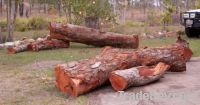 Red cedar Logs