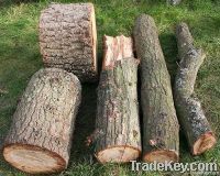 Oak Logs