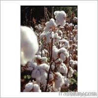 Raw Cotton & Cotton Waste