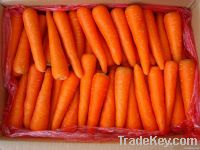 Carrot