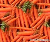 Red Fresh Carrots