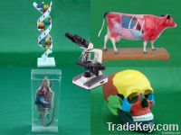 Educational Equipment - Biology