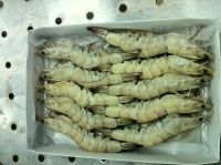 FROZEN RAW VANNAMEI SHRIMPS HOSO, SEMI
