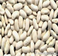 White Kidney Bean Extract