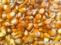  Maize | Maize Exporter | Corn Grain Seller | Maize Buyer | Bulk Maize Grain Importer | Corn bean Buyer | Corn bean Wholesaler | Corn Grain Manufacturer | Best Quality Corn Grain | Cheap Maize Supplier | Low Price Corn | Yellow Corn | White Cron | Baby Ma