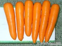 Carrot