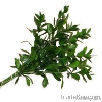 Ruscus