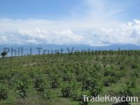 Jatropha Plantation