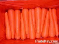 2012 New Crop Fresh Carrots