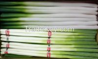 fresh chinese scallion