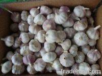 fresh garlic