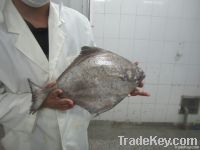 Black pomfret