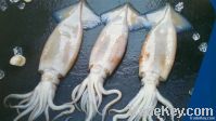 frozen squid whole round