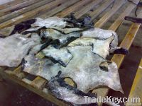 Wet salted cow head skin for sale