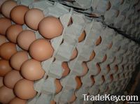 Fresh Brown Eggs For Sale