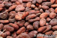 Forastero&acirc;�� cocoa beans