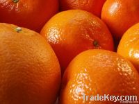 Fresh Mandarins